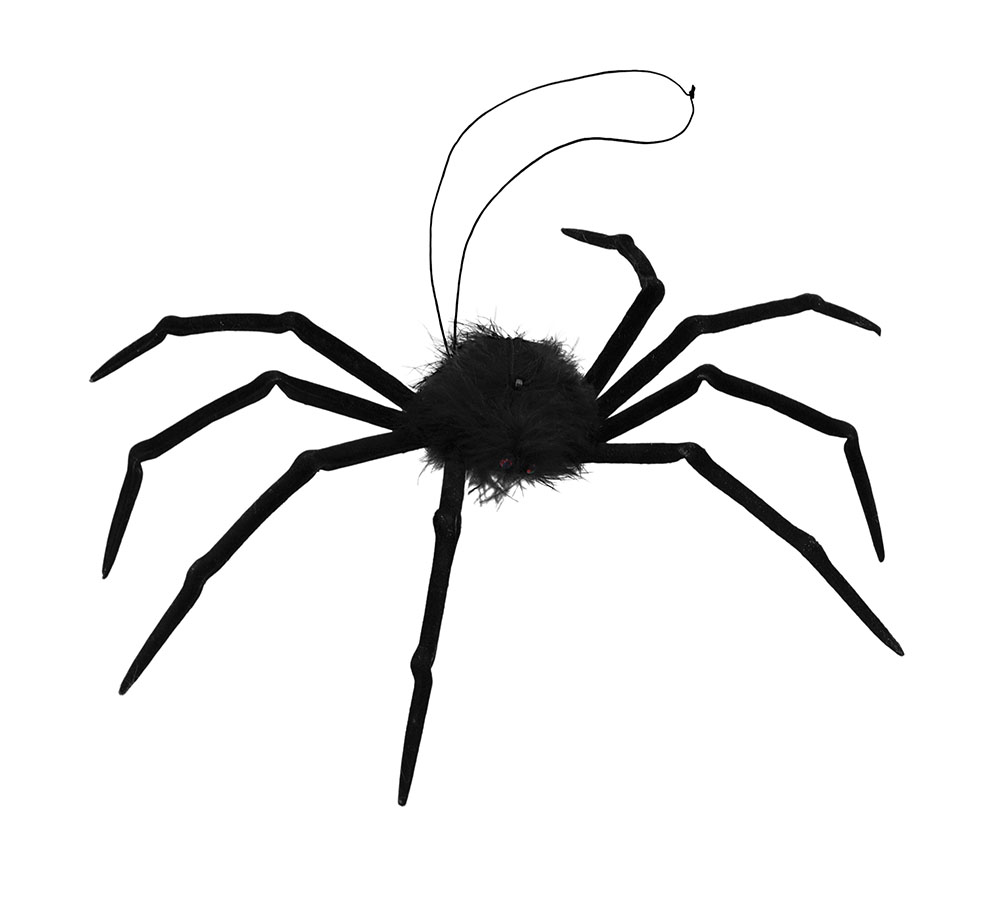 Spider. Fur Tarantula